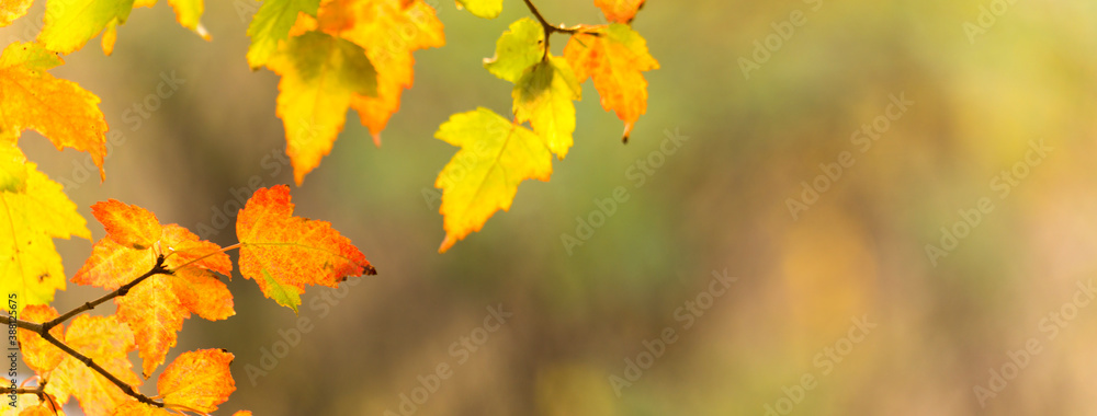 panoramic view of autumnal colours leaf on sunset colorful bokeh background. panoramic view of maple leaf on sunset colorful bokeh background
panoramic view of autumnal colours leaf on sunset colorful bokeh background. panoramic view of maple leaf on sunset colorful bokeh background