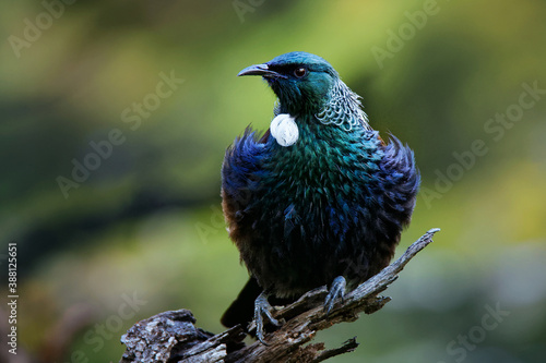 Prosthemadera novaeseelandiae - Tui endemic New Zealand forest bird sitting on the branch in the forest. photo