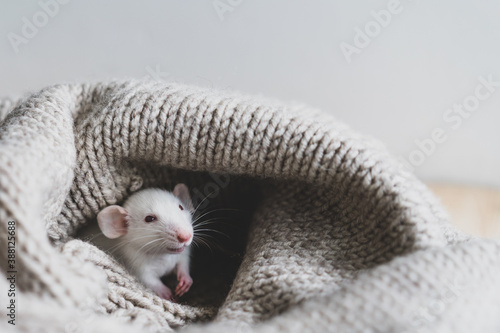 a white decorative rat with red eyes sits on a knitted wool sweater, a pet rodent