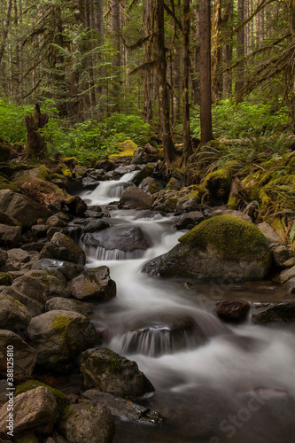 Tranquil stream surrounded by lush, green forest in Mt. Baker Snoqualmie National Forest 