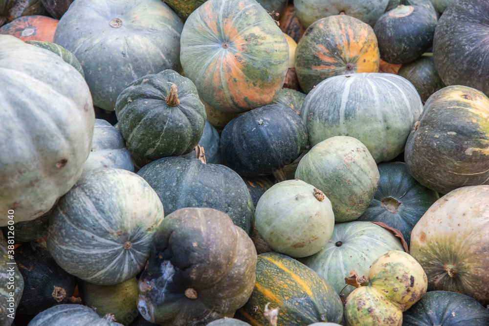 pumpkin in the market