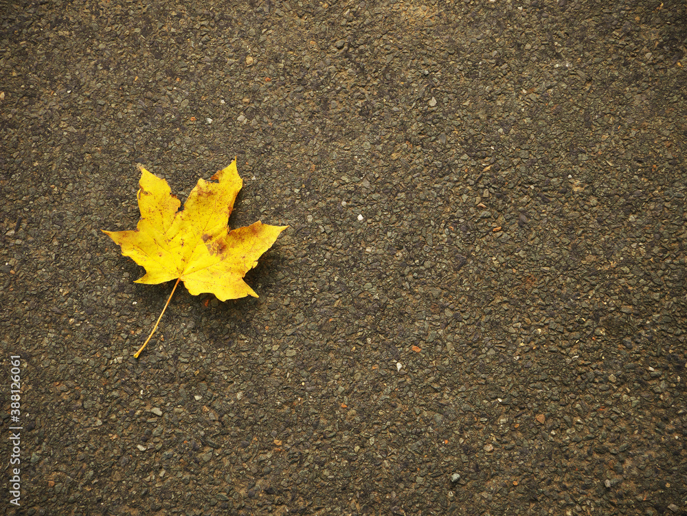 Background of autumn leaves of maple laid on tar Background of autumn leaves of maple laid on tar