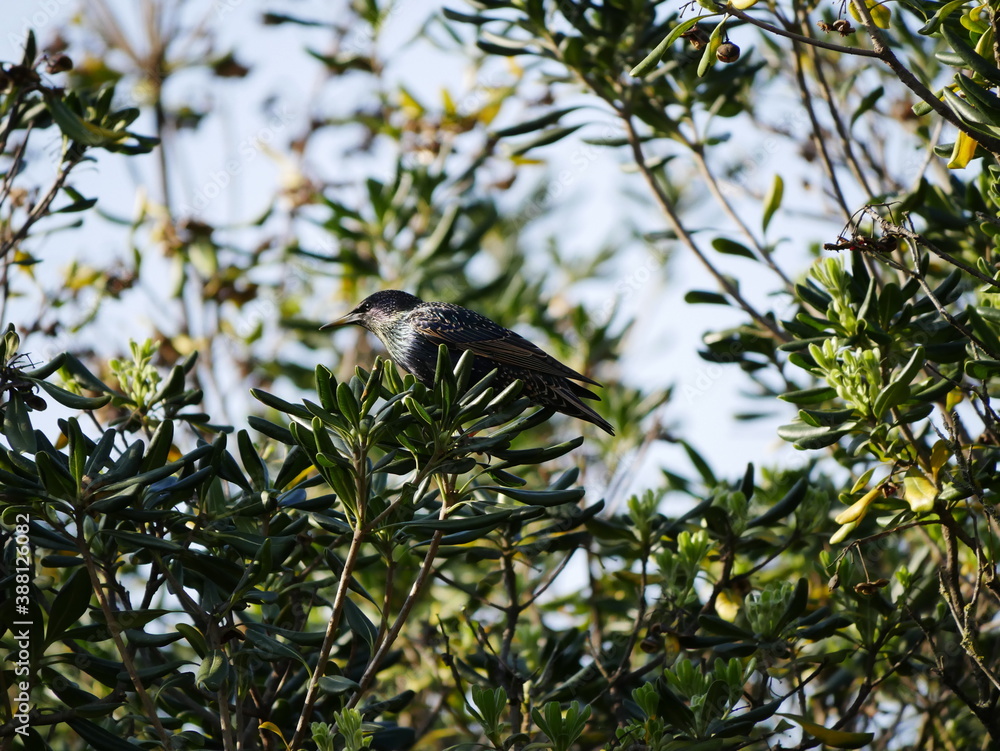 Fototapeta premium Aves