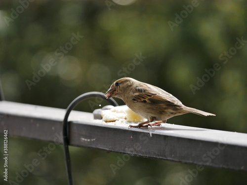 Aves