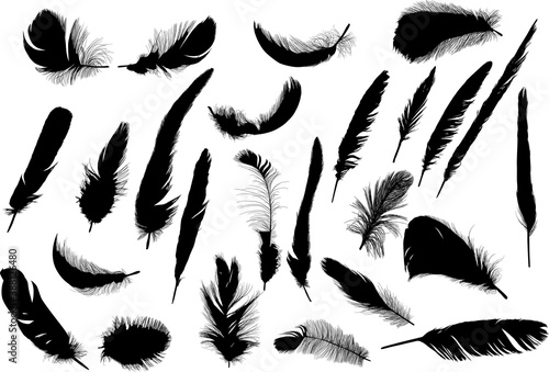 twenty five feather silhouettes isolated on white