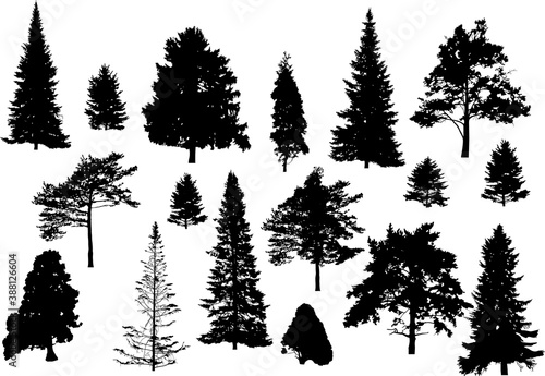seventeen coniferous tree silhouettes isolated on white