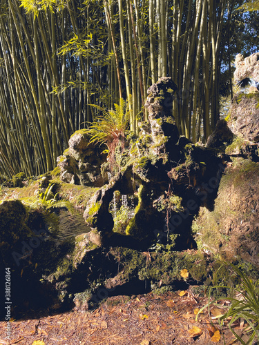 Paise de un Bosque de bambú  en Bertiz, Navarra, España, Europa