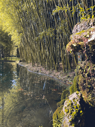 Paise de un Bosque de bambú  en Bertiz, Navarra, España, Europa