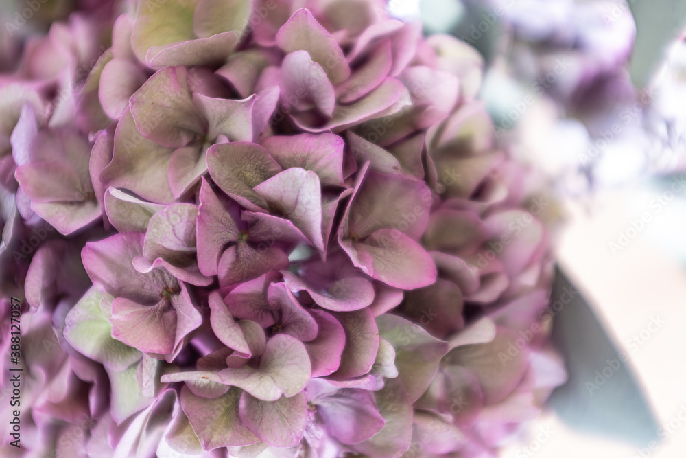 Pink petal leaves on a decoration plant in bloom