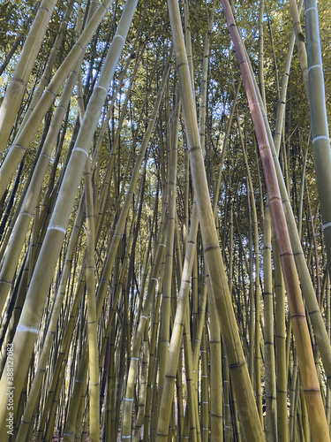 Paise de un Bosque de bambú  en Bertiz, Navarra, España, Europa