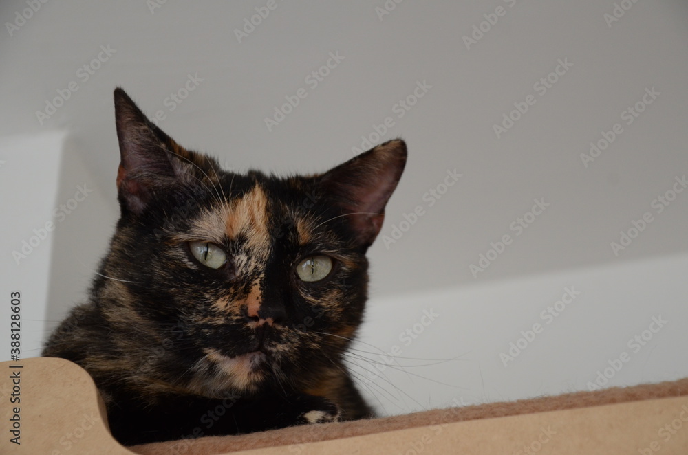 Obraz premium FELINOS