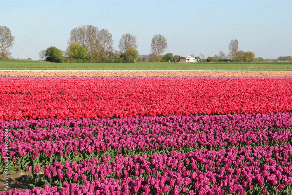 beautiful dutch horizontal landscape with pink and purple tulips in springtime