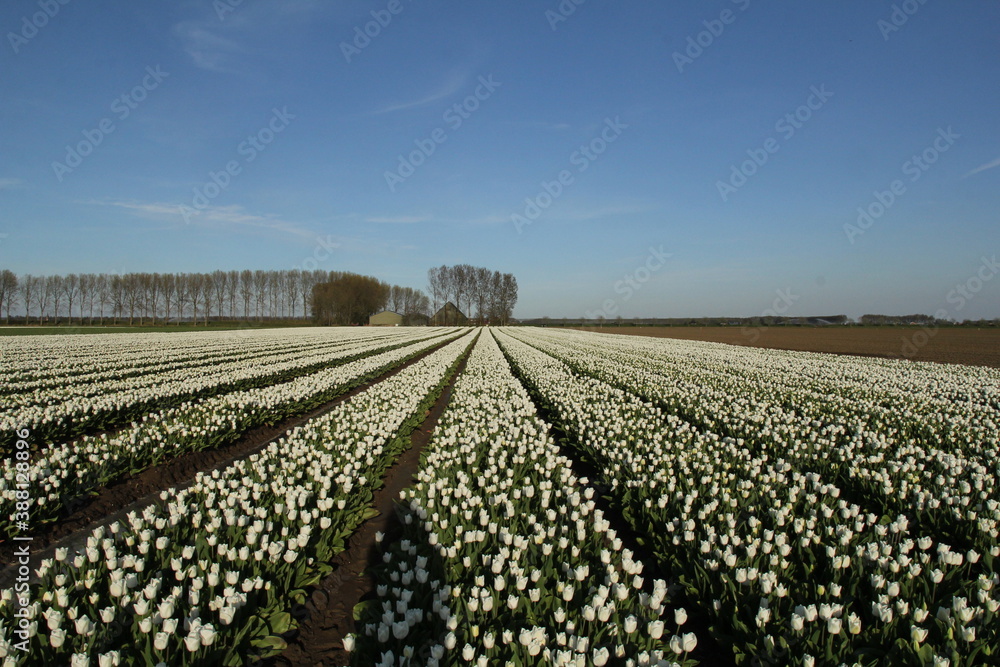 a beautiful rural landscape with a big symmetric bulb field with white tulips and a blue sky in the dutch countryside in springtime