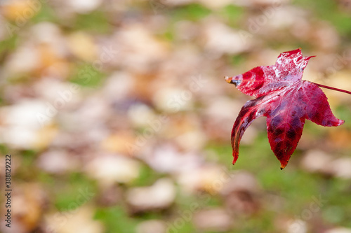 Hoja roja tipica del otoño