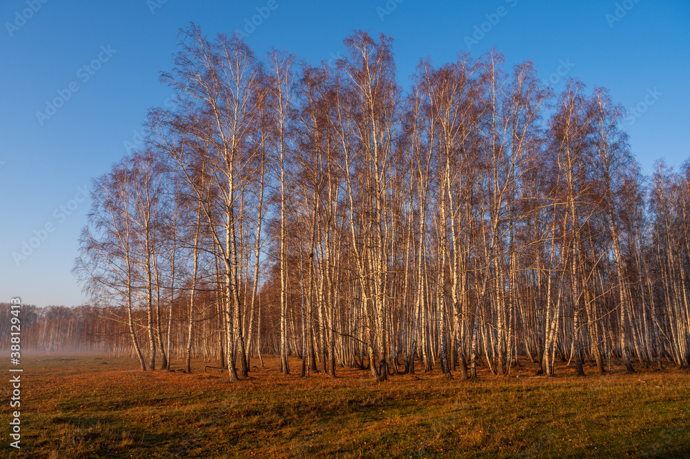 sunrise in the forest, morning birch forest in autumn sunrise in the forest, morning birch forest in autumn