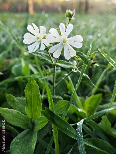 White flowers covered with dew drops in the garden  (Silene latifolia Poir.  White Cockle, White campion, Bladder campion, Maidenstears, Evening lychnis, Wide-leaved bladder campion)