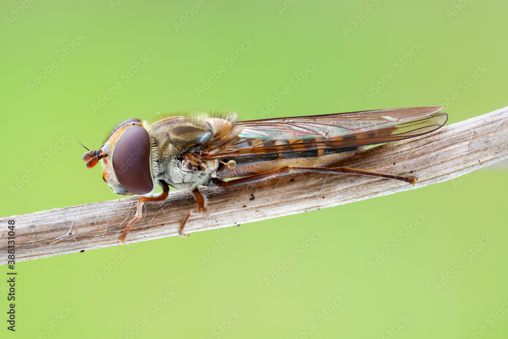 extreme close up of a mamalade hoverfly on a thin branch. extreme close up of a mamalade hoverfly on a thin branch.