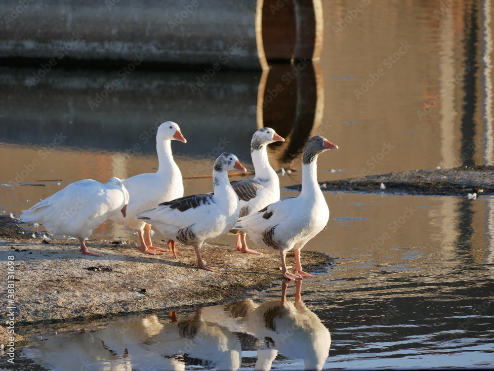 Fototapeta premium Aves