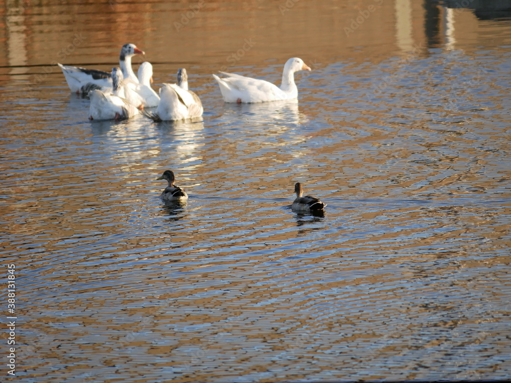 Fototapeta premium Aves