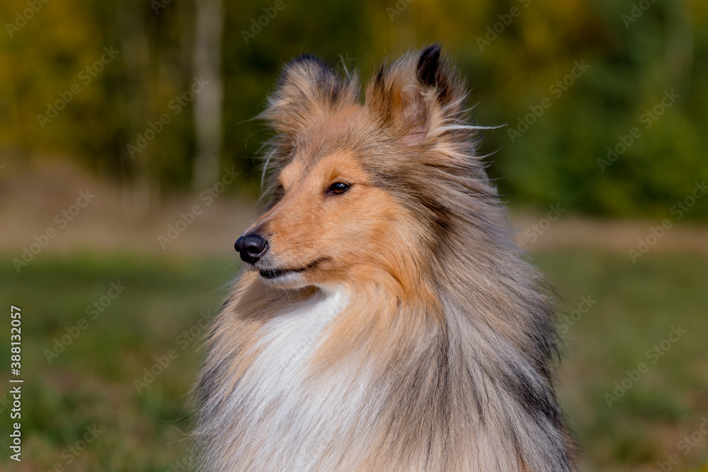 Stunning nice fluffy sable white shetland sheepdog puppy, sheltie  outside portrait on a sunny autumn day. Small cute Scottish collie dog, lassie with funny ears portrait with green background