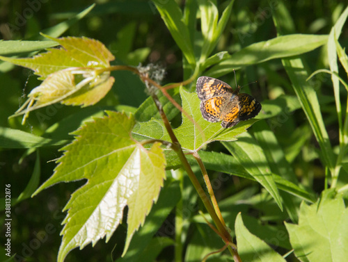 Pearl Crescent Butterfly photo