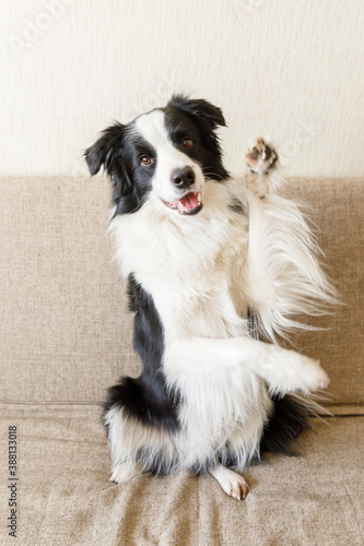 Funny portrait of cute puppy dog border collie on couch. New lovely member of family little dog looking happy and exited, playing at home indoors. Pet care and animals concept. © Юлия Завалишина