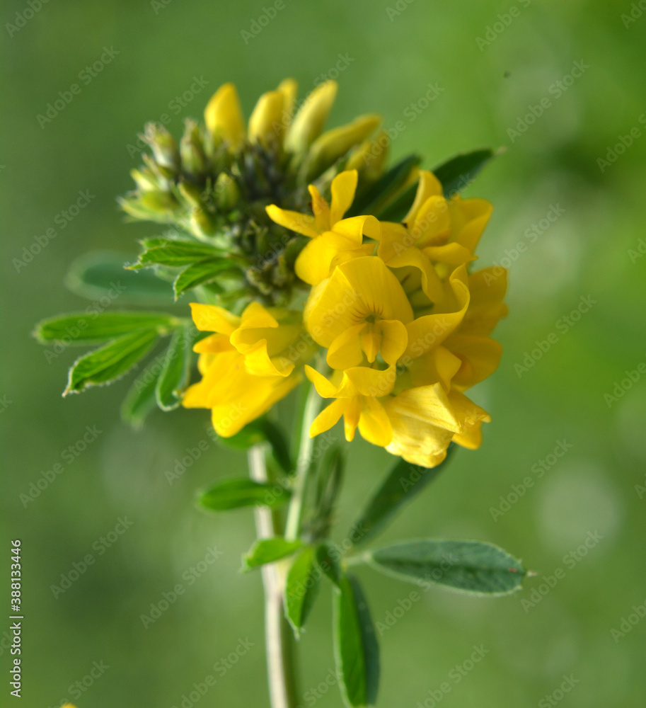Fototapeta premium Blossoms of alfalfa sickle (Medicago falcata)