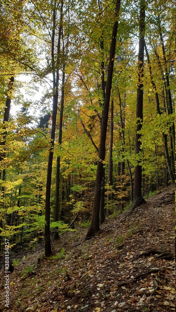 Obraz premium Polska Złota Jesień