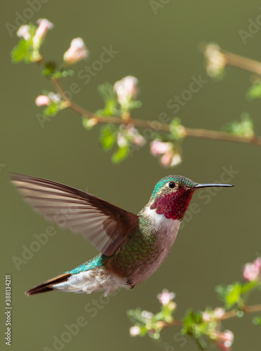 A broad-tailed hummingbird hovers mid-air amidst flowers in Colorado
