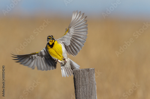 A western meadowlark alights on a fence post in Wyoming. photo