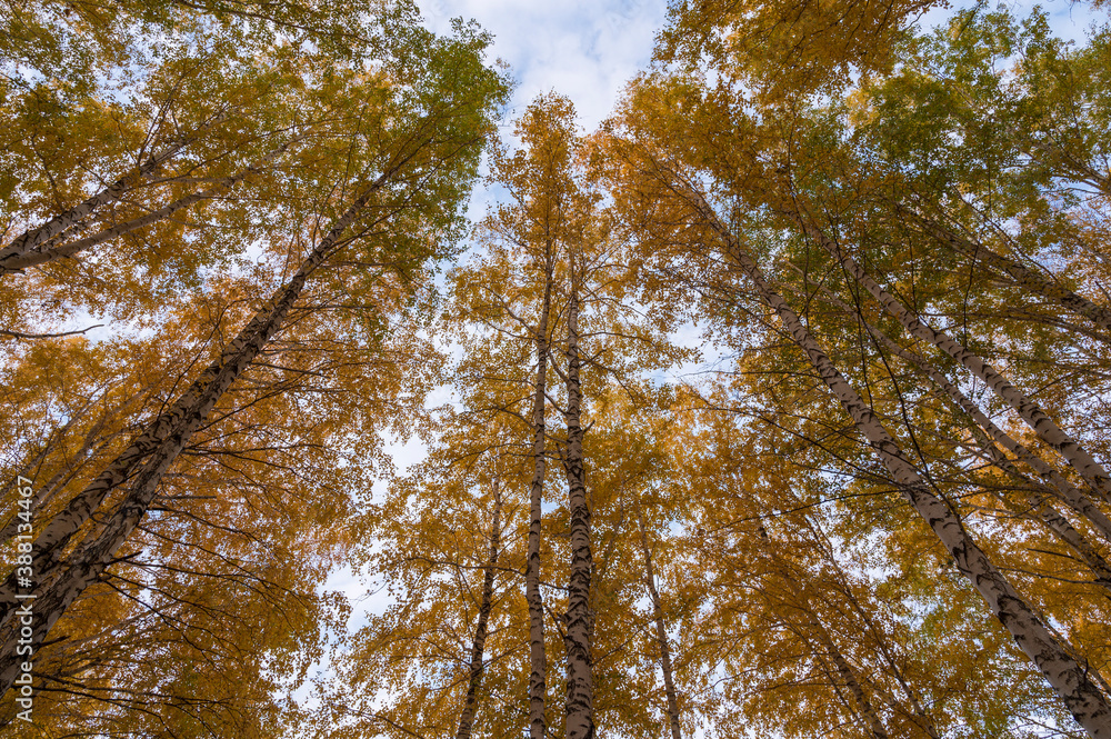 Fototapeta premium crowns of autumn trees against the sky, autumn trees in the Park