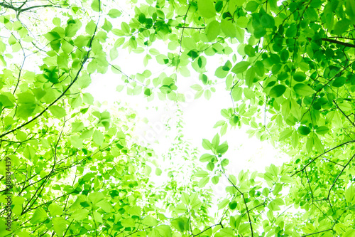 新緑の葉っぱ
