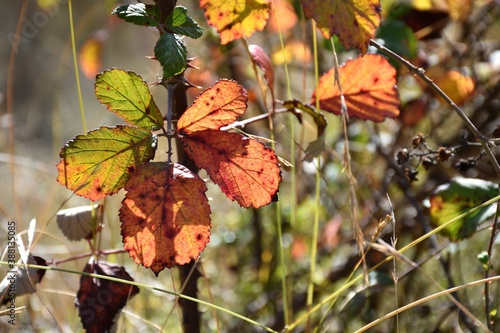 Blackberry (Rubus ulmifolius) leaf colors contrast in autumn. photo