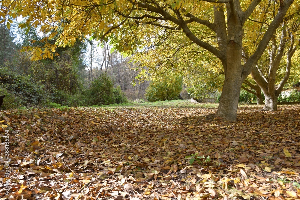 Walnut trees illuminated by the sun in autumn with the leaves on the ground.