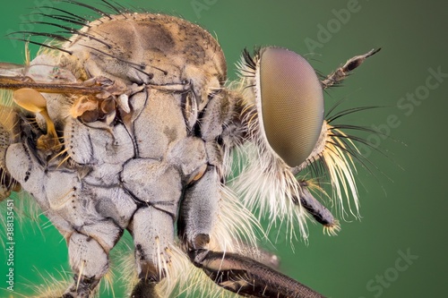 close up of a robber fly with colorful compound eyes. side view.