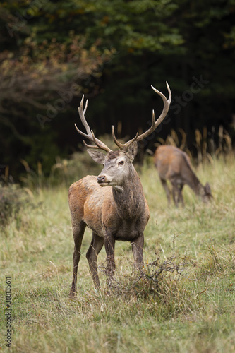 Majestic red deer  cervus elaphus  standing on field in autumn nature. Vertical composition of a stag with huge antlers observing on meadow with female in background. Wild mammal looking in forest.