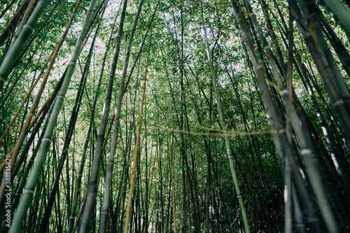 Bamboo Forest Landscape