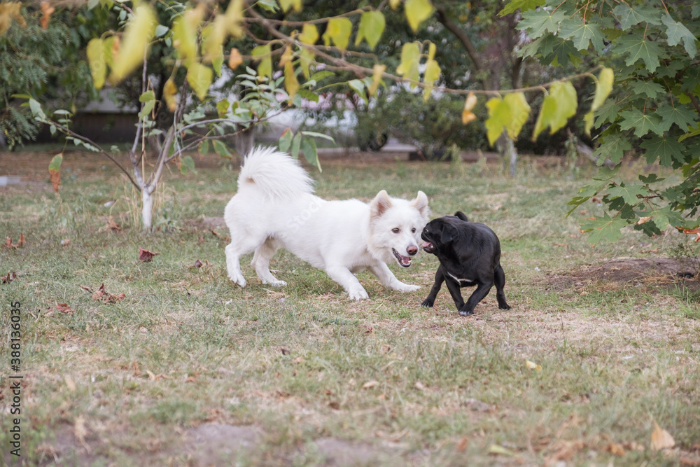 Cute half-breed samoyed dog plays with pug. They have fun in summer day at park.