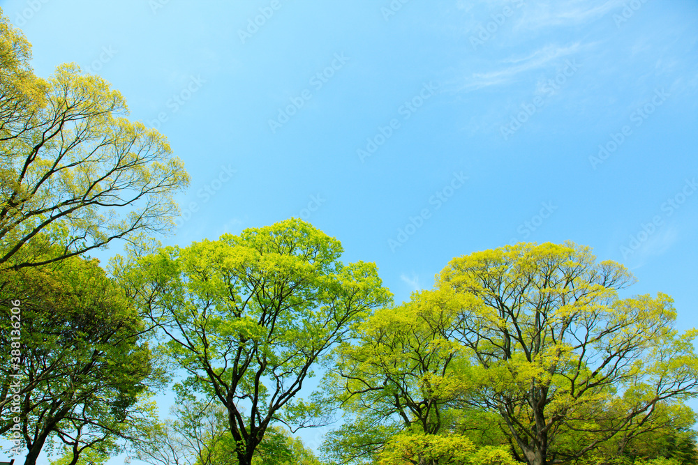 新緑の葉っぱと青空 新緑の葉っぱと青空