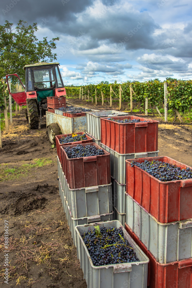 Old tractor trailer full of various grapes harvested in vineyard during grape harvest season.Detail of sweet organic juicy grapevine in autumn. Grapes harvest concept.Farming in south Moravia Old tractor trailer full of various grapes harvested in vineyard during grape harvest season.Detail of sweet organic juicy grapevine in autumn. Grapes harvest concept.Farming in south Moravia