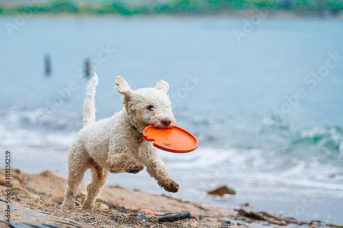 Cute white dog