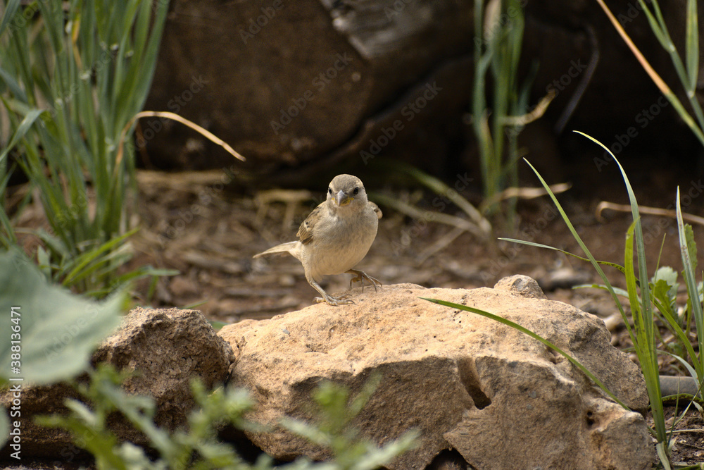 Fototapeta premium Passer domesticus 