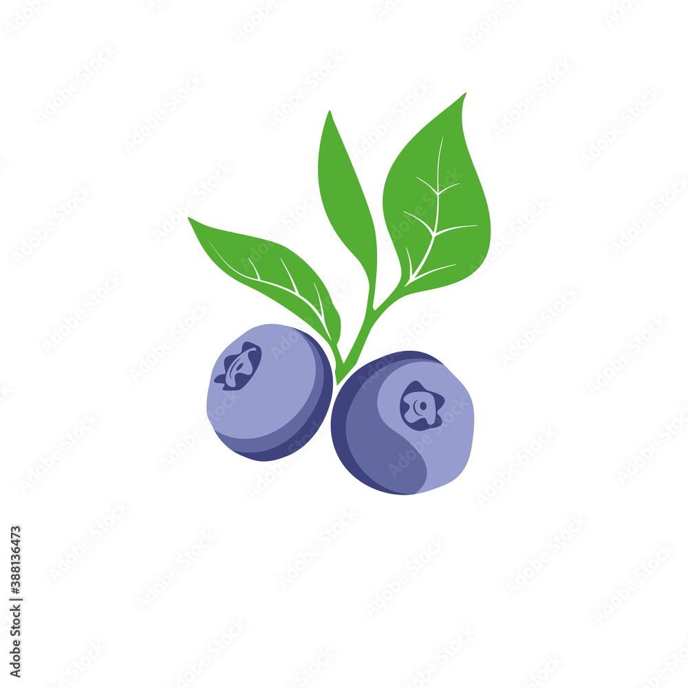 Blueberry berries and leaves branch. Blueberry berries and leaves branch.