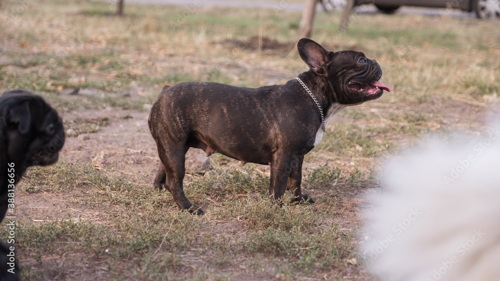 French bulldog  on a walk at park in summer day surrounded by other dogsm