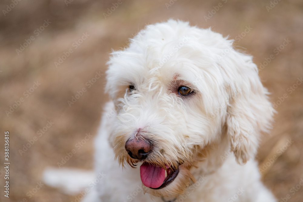 Cute white dog