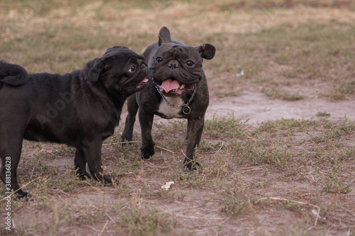 Fototapeta Naklejka Na Ścianę i Meble -  Pug and french bulldog plays at park in summer day.