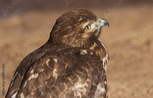 Hawk portrait with allure of expressive cocked head. Location is Bosque del Apache National Wildlife Refuge in New Mexico, United States