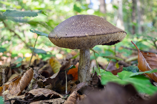 wide angle close up of a mushroom Leccinum griseum on the forest ground.