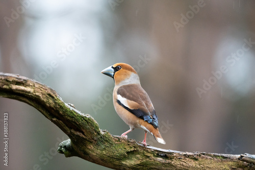 Fotografie hawfinch on a branch