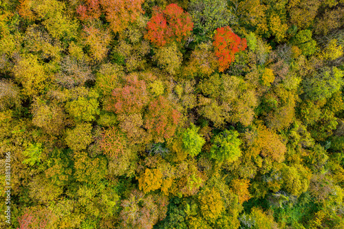autumn trees with yellow and red leaves view from a height of 30 meters